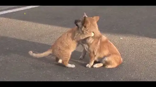  别担心你的家人会找到你的猫咪这样安慰一只走丢的狗狗1动物