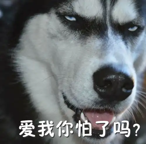 二哈指人表情包无水印