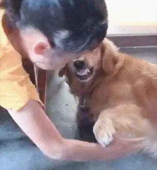  金毛很不待见女儿,握个手狗子的反应叫人害怕,这是要动手才老实吗