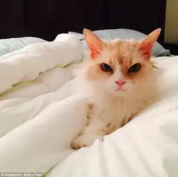  生气猫表情走红