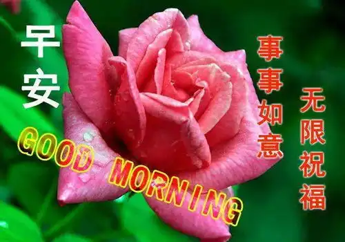  7月最新漂亮清晨早上好动态鲜花图片表情大全早上好祝福语图片带字