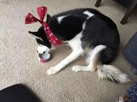 哈士奇表情包动图喷饭