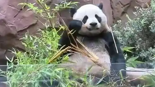  美国圣迭哥盛典迎熊猫,加州订立熊猫日