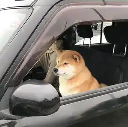  一组图片,让你瞬间明白养柴犬与哈士奇的差别,网红狗都不好养呀