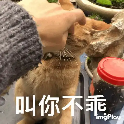  你的手机里有哪些猫咪的神表情照片