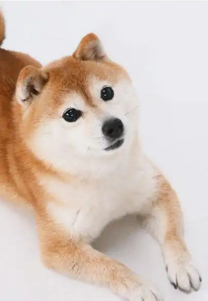  为什么柴犬那么受欢迎理由很简单就6点
