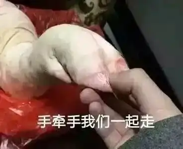  表情包猪猪沙雕系列