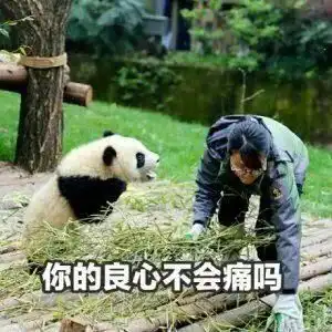 生气熊猫表情包动图猫砂