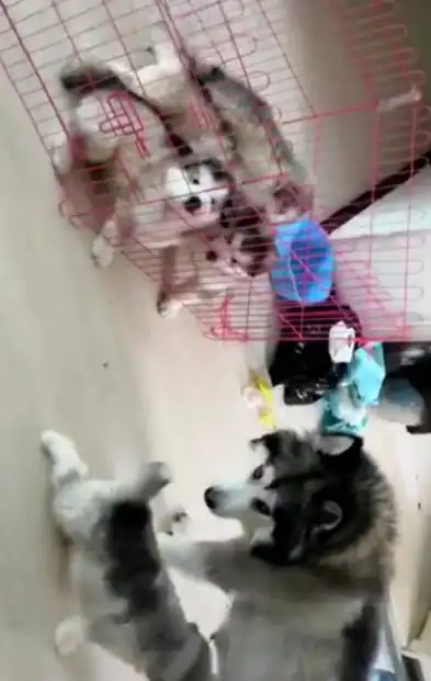  把小奶狗托付给狗妈,看到这一幕,网友笑的肠子都捋不直了