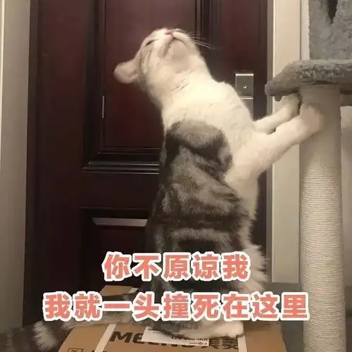 猫咪冲刺表情包讲道理