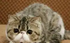  阿里加菲猫