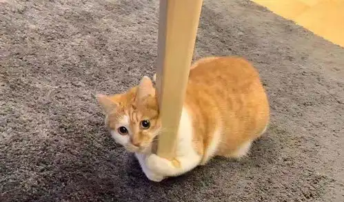  猫咪表情包太可爱了