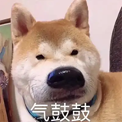  一群狗子考警犬结果惨遭落选,原来小狗考编也这么难