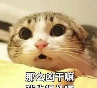  春天猫咪掉毛大法好,一直掉毛一直爽