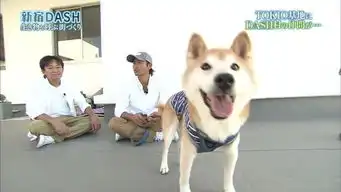 柴犬表情包图片哀悼