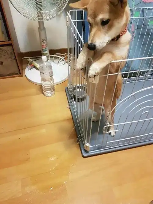  柴犬尿急不想尿窝里,想了个妙招解决,给你个眼神快夸我机智