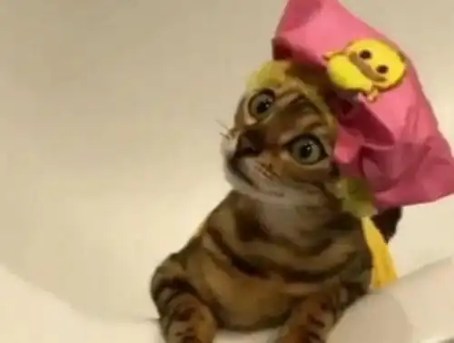  猫咪准备洗澡时,主人突然有急事离开,随后猫咪小表情笑翻网友