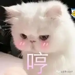  可爱猫咪表情包搞笑文字头像