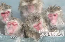 猕猴泡温泉享受至极昏昏欲睡表情特有趣