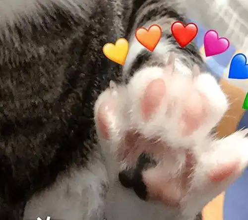  原来主人摸猫爪时,在猫眼中,是这些含义