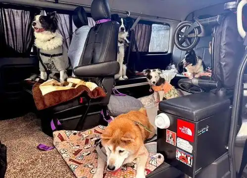  换了新车载狗子出去玩,边牧直接开心到飞起...表情超夸张