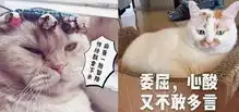 橘猫表情包减肥,我不吃,别逼我,主人委屈,看着好心酸生活