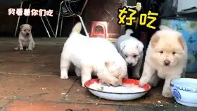  主人故意在胖公猫面前稀罕小猫,猫爸爸担心失宠,搞笑表情逗笑主人