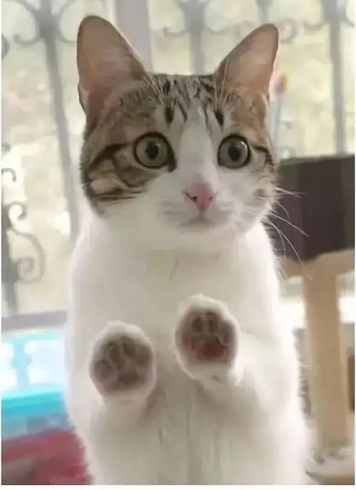  谁这么有才,新学期教师表情包,太像了......笑得肚子疼