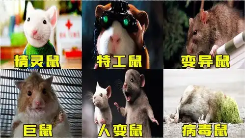  六只奇葩老鼠,特工老鼠无所不能,比人还大的老鼠你见过吗