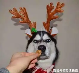  笑话段子今年你不是带女友回家了吗,爸妈怎么还不高兴啊