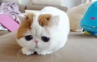  纯种的加菲猫多钱啊