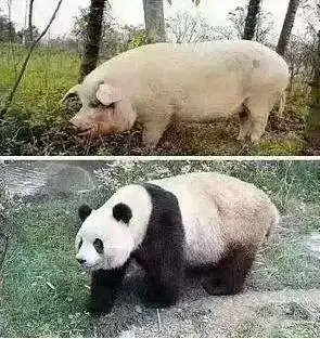  抖音猪和熊猫对比图