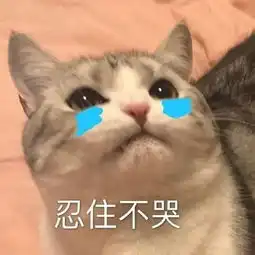 不一样表情包猫咪