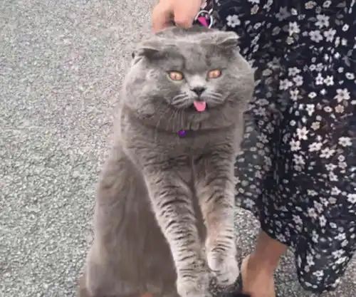  为什么提起猫咪后脖,它就一动不动原因有6个