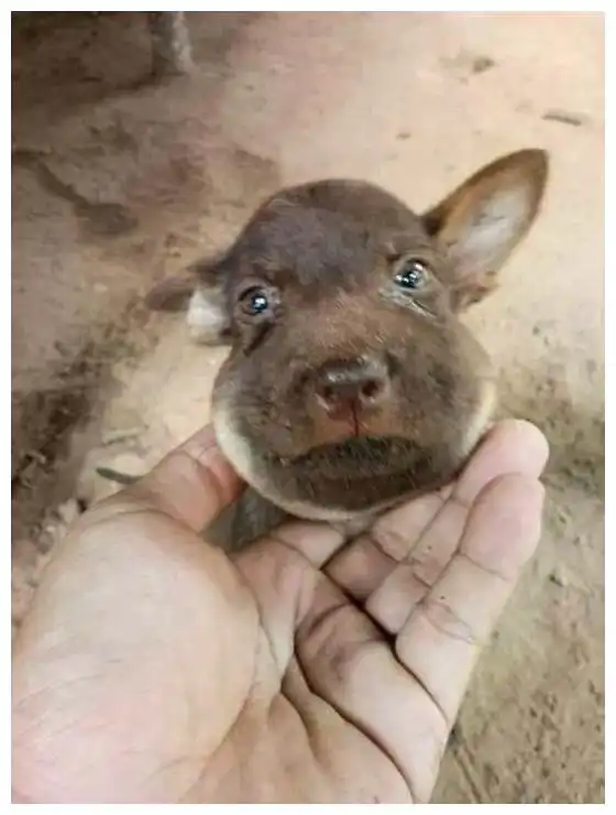  狗狗被蜜蜂蛰成猪头脸,主人笑出猪叫得亏它命大