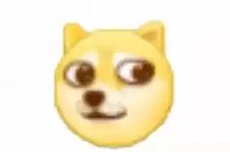  柴犬不红,天理难容