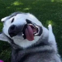  哈士奇,你简直就是行走于人间的表情包