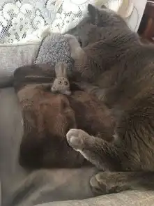  主人用蓝猫的毛做了一个猫毛毡,担心它会嫌弃,猫咪表情让人笑喷