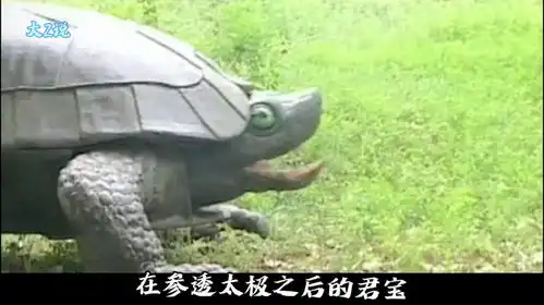  张三丰君宝看到大蛇和老龟大战,受启发创太极,力克逍遥王