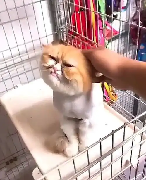  猫咪能有多丑呢看到这只满脸表情包的加菲猫,我是真服了