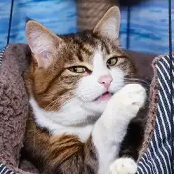 这是我见过表情最丰富的喵了养猫 这是我见过表情最丰富的喵了养猫