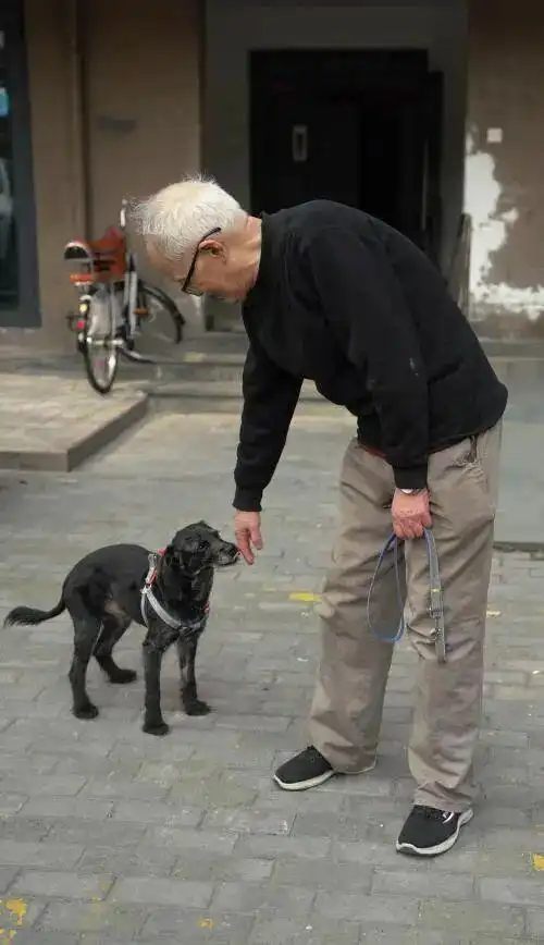  杭州神犬小七,立大功了