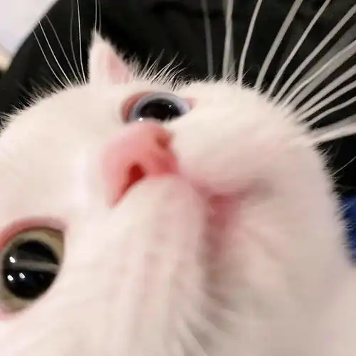  网红猫咪小奶猫蛋崽表情包