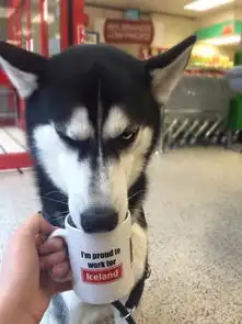  那位表情包始祖哈士奇,娶了一位白富美当压寨夫人