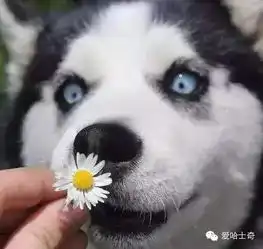 哈士奇表情包动图论养