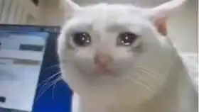  猫我tm上辈子刨你家祖坟了