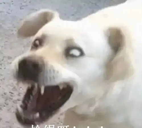  您这身手,轮椅就是个负担呀