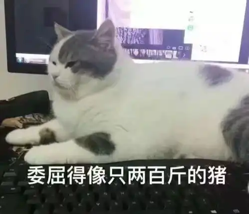 猫咪表情包如果我是一只咸鱼,那就让我快乐每一天