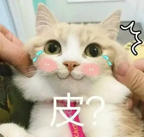 怼人的图片表情包猫咪