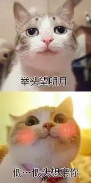  猫咪表情包撩汉撩妹金句,就差个对象了